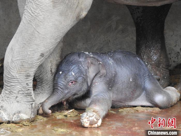 圖為新生小象“九妹”。中國亞洲象種源繁育及救助中心供圖