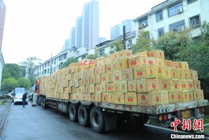 甘肅靜寧果農向武漢江夏捐贈3000箱愛心蘋果 李鵬程 攝