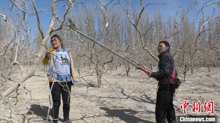 若羌縣專業技術人員對棗農進行技術指導。　白合提 攝