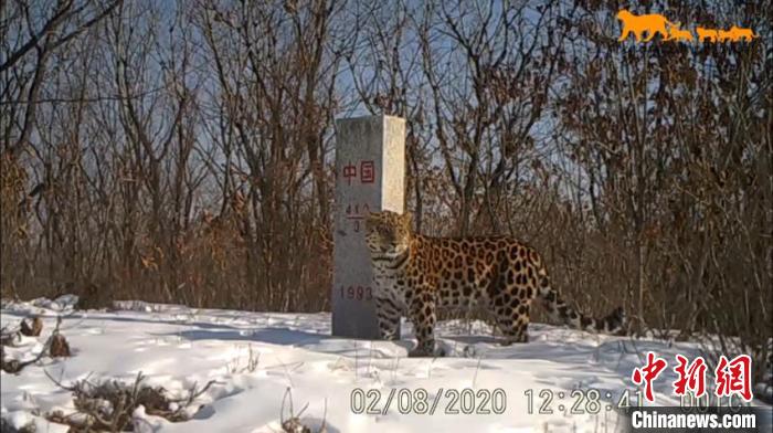 東北豹穿越國界。吉林省林業和草原局供圖