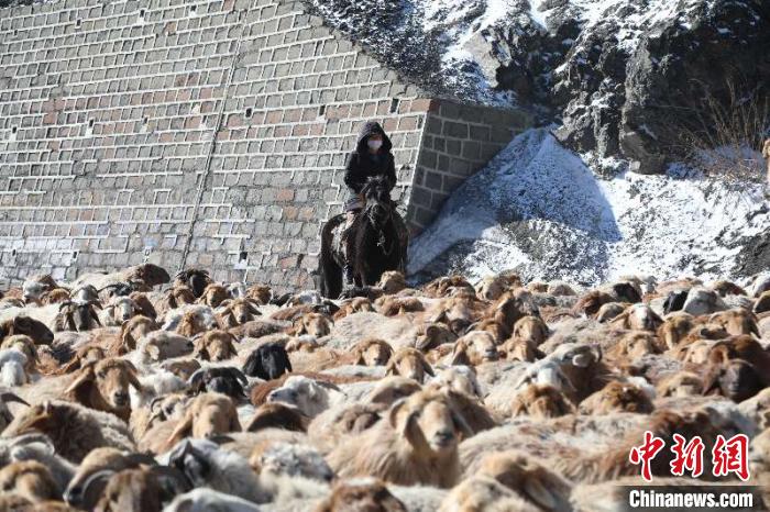 羊群浩浩蕩蕩去往春季牧場。　高迪 攝