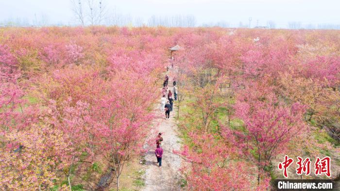 航拍安徽省長豐縣義井鄉(xiāng)櫻花園，30多萬株櫻花次第開放，游客在櫻花園中賞景?！「卟?攝