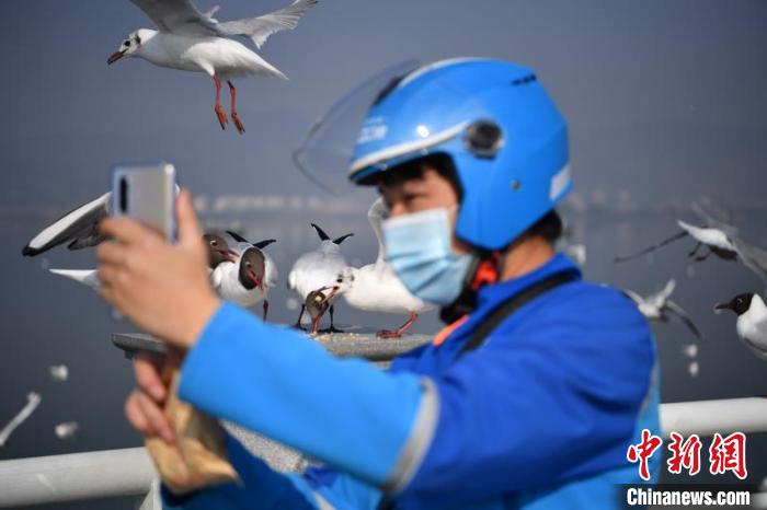圖為外賣小哥在投喂海鷗時拍照發送給下單用戶。劉冉陽