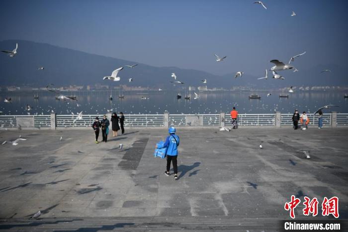 圖為外賣小哥投喂海鷗。劉冉陽